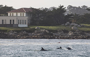 Bottlenose Dolphins near Hopkins Marine Station, photo by Daniel Bianchetta