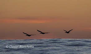 Brandt's Cormorants at Sunset, photo by Daniel Bianchetta