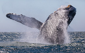 Breaching Humpback Whale close-up, photo by Daniel Bianchetta