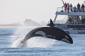 Breaching Killer Whale by the Blackfin, photo by Daniel Bianchetta
