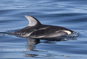 Brownell's Pacific White-sided Dolphin, photo by Daniel Bianchetta