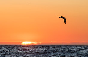 California Brown Pelican at sunset, photo by Daniel Bianchetta