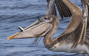California Brown Pelican with Anchovies, photo by Daniel Bianchetta