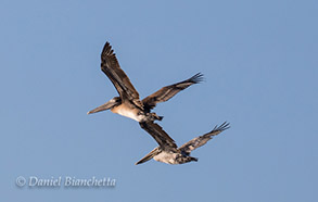 California Brown Pelicans, photo by Daniel Bianchetta