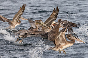 California Brown Pelicans, photo by Daniel Bianchetta