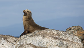 California Sea Lion, photo by Daniel Bianchetta