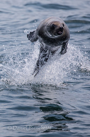 California Sea Lion, photo by Daniel Bianchetta