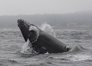 Chin-slapping Humpback Whale, photo by Daniel Bianchetta