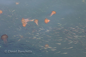 Chrysaora (Sea Nettles) and Anchovies, photo by Daniel Bianchetta