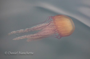 Chrysaora or Sea Nettle, photo by Daniel Bianchetta