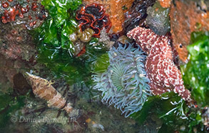 Copper Cod, Sea Anemone and Sea Star, photo by Daniel Bianchetta