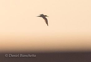 Elegant Tern, photo by Daniel Bianchetta