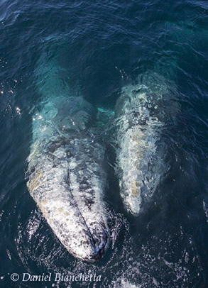 Friendly Gray Whales, photo by Daniel Bianchetta