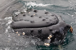Friendly Humpback Whale close up, photo by Daniel Bianchetta