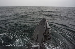 Friendly Humpback Whale spyhopping, photo by Daniel Bianchetta