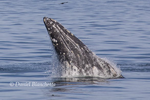 Gray Whale breaching, photo by Daniel Bianchetta