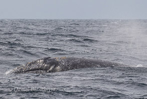Minke Whale, photo by Daniel Bianchetta