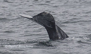 Gray Whale tail with Killer Whale rake marks, photo by Daniel Bianchetta