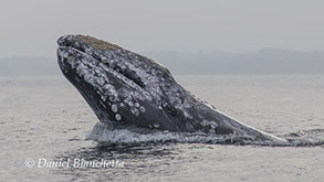 Gray Whale with eye visible, photo by Daniel Bianchetta