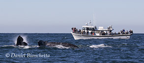 Gray Whales and the Pt Sur Clipper, photo by Daniel Bianchetta