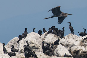Great Blue Heron over Brandt's Cormorants, photo by Daniel Bianchetta
