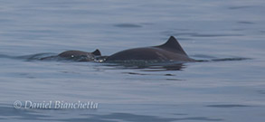 Harbor Porpoise mother and calf, photo by Daniel Bianchetta