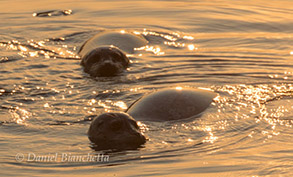 Harbor Seals at sunrise, photo by Daniel Bianchetta