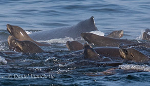Humpback Whale and California Sea Lions, photo by Daniel Bianchetta