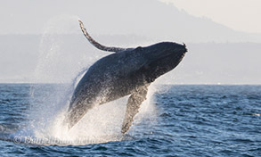 Humpback Whale breaching, photo by Daniel Bianchetta