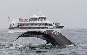 Humpback Whale near the Blackfin, photo by Daniel Bianchetta