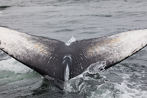 Humpback Whale calf with tail colors still forming, photo by Daniel Bianchetta