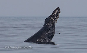 Humpback Whale chin-slapping, photo by Daniel Bianchetta
