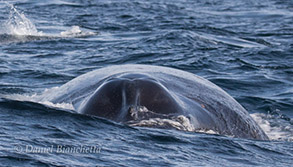 Humpback Whale Closeup, photo by Daniel Bianchetta