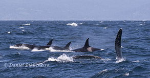 Humpback Whale interacting with Killer Whales, photo by Daniel Bianchetta