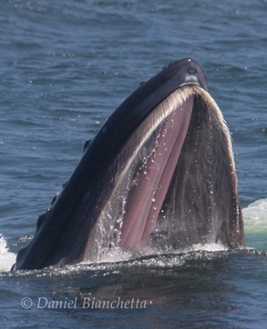 Humpback Whale lunge-feeding, photo by Daniel Bianchetta