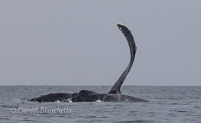Humpback Whale pectoral slapping, photo by Daniel Bianchetta