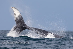 Humpback Whale tail throw, photo by Daniel Bianchetta