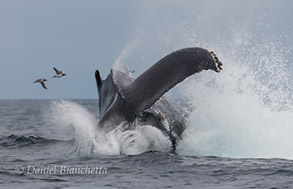 Humpback Whale tail throwing with 2 common murres, photo by Daniel Bianchetta