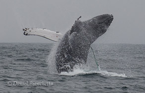 Breaching Humpback Whale with entanglement line, photo by Daniel Bianchetta