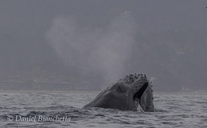Humpback Whale with heart-shaped blow, photo by Daniel Bianchetta