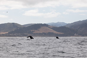 Humpback Whales and Monastery, photo by Daniel Bianchetta