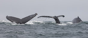 3 Humpback Whales, photo by Daniel Bianchetta