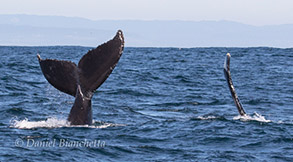Humpback Whales, photo by Daniel Bianchetta