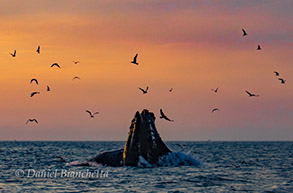 Humpback Whales lunge-feeding at sunset, photo by Daniel Bianchetta