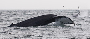 Humpback Whales tail-throwing, photo by Daniel Bianchetta