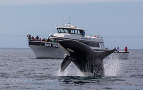 Killer Whale breaching by Sea Wolf II, photo by Daniel Bianchetta