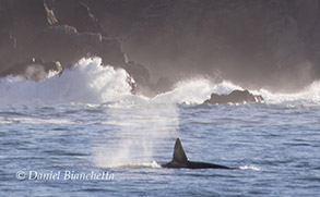 Killer Whale by Pt. Lobos, photo by Daniel Bianchetta