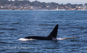 Killer Whale, photo by Daniel Bianchetta