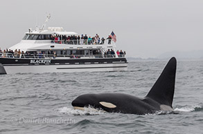 Killer Whale 'Fat Fin' by the Blackfin, photo by Daniel Bianchetta