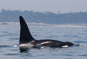 Killer Whale Lonesome George, photo by Daniel Bianchetta